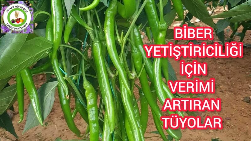 Biber Veriminde Yüksek Sonuçlar İçin En Etkili Toprak Türleri [2026]