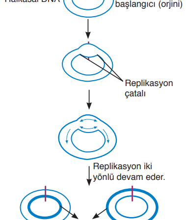 Doğrusal DNA’da Orijin Sayısını Kesin Kanıtlarla Keşfedin [2026]